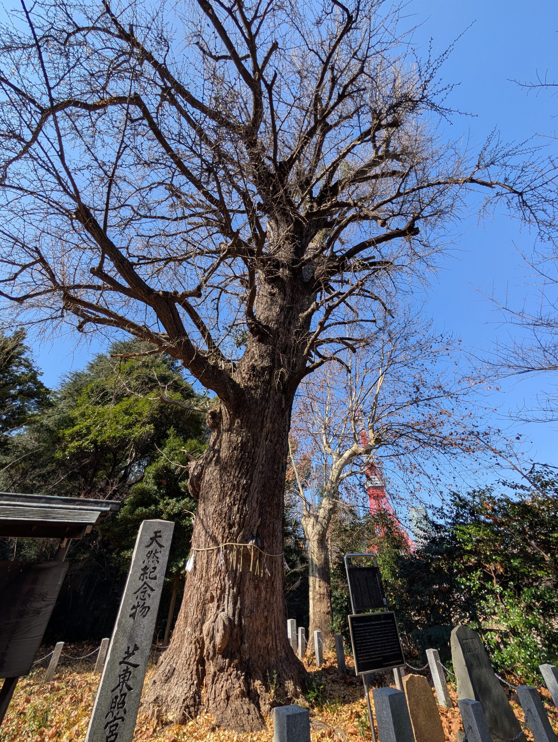 芝東照宮の大銀杏