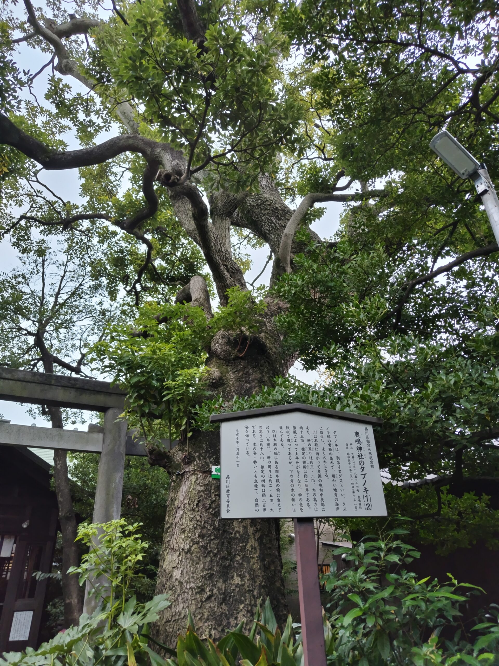 鹿嶋神社の御神木