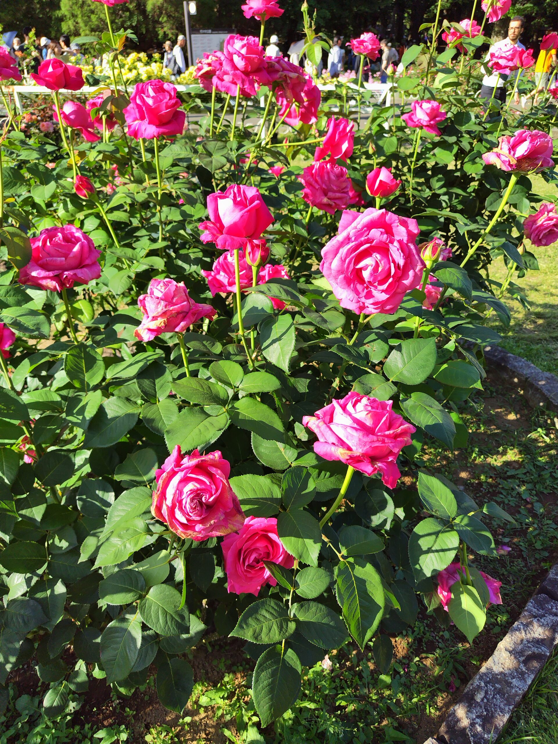 代々木公園　バラ園