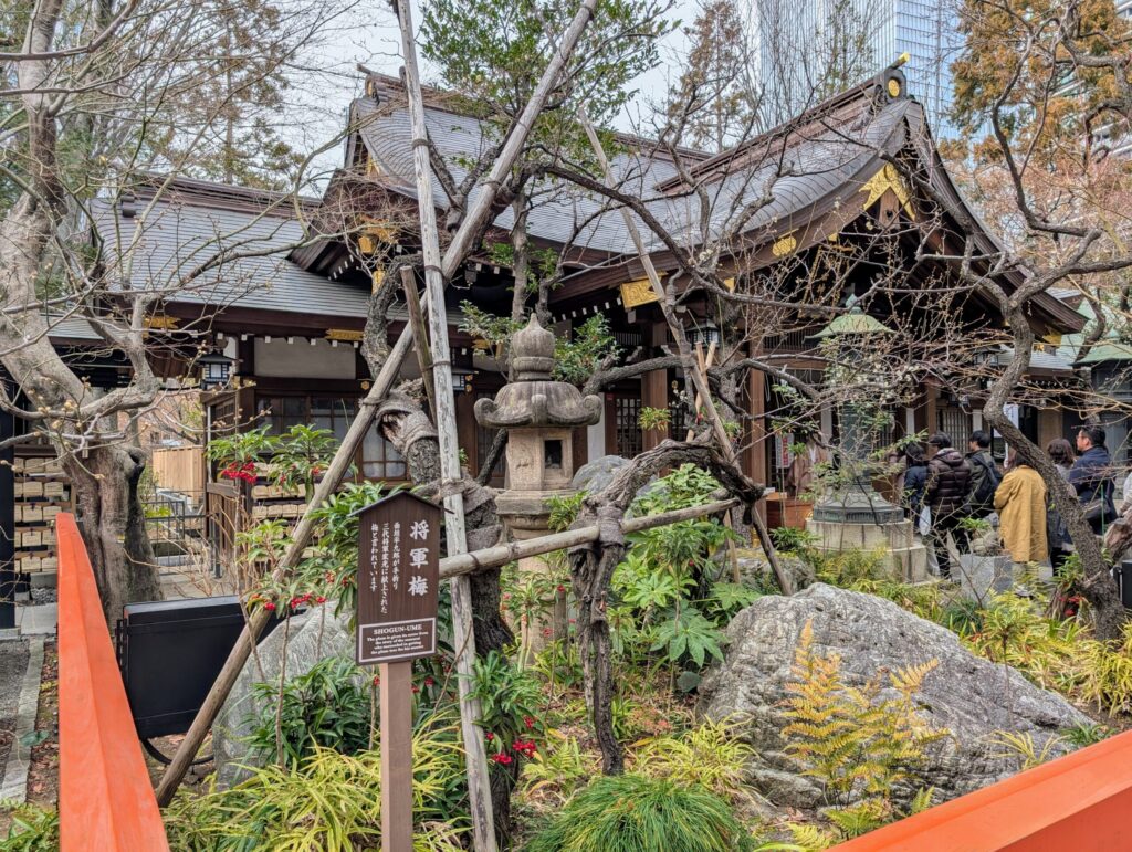 愛宕神社　将軍梅