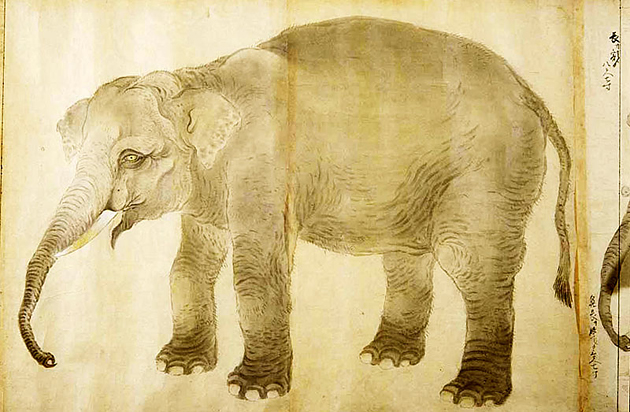 幕府御用絵師、木挽町狩野家5世の狩野古信(1695-1731)が描いた享保来日の象(「従四位広南白象」)の下絵、東京国立博物館蔵