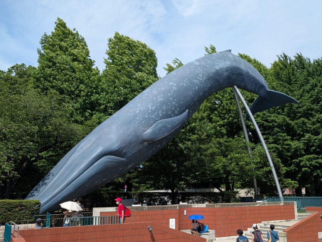 国立科学博物館 シロナガスクジラ