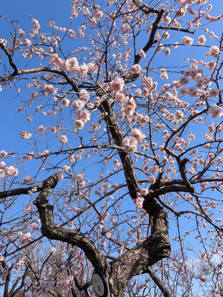 羽根木公園の梅林