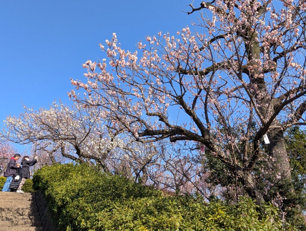 羽根木公園の梅林
せたがや梅まつり