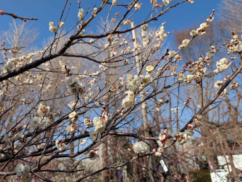 羽根木公園の梅林
せたがや梅まつり