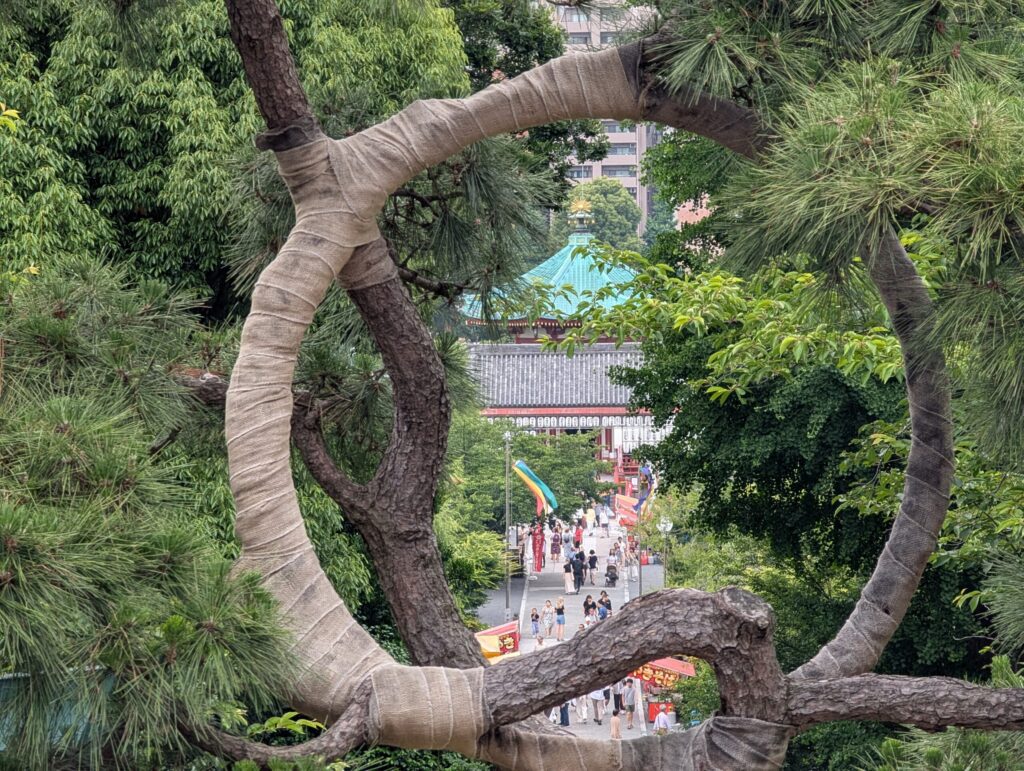 寛永寺 清水観音堂から見た月の松