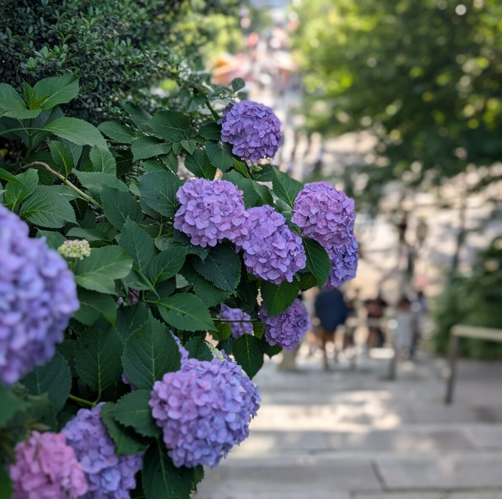 不忍池 紫陽花