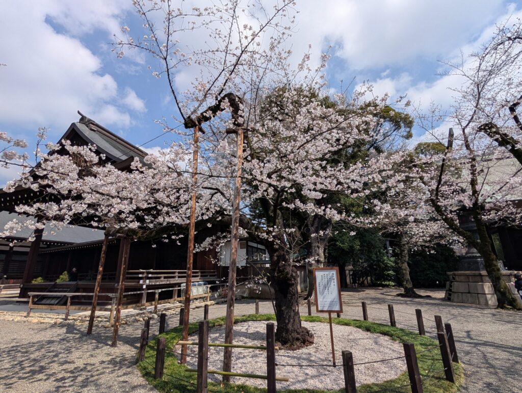 靖国神社の桜(ソメイヨシノ)の標本木