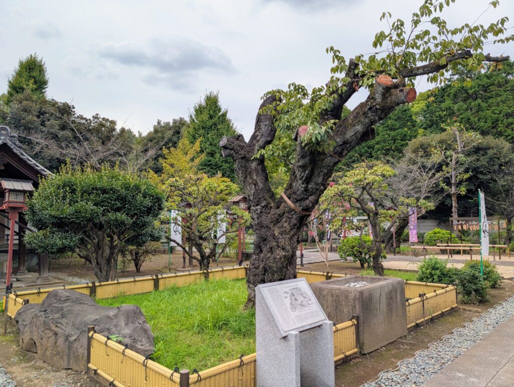 寛永寺開山堂（両大師）の御車返しの桜
