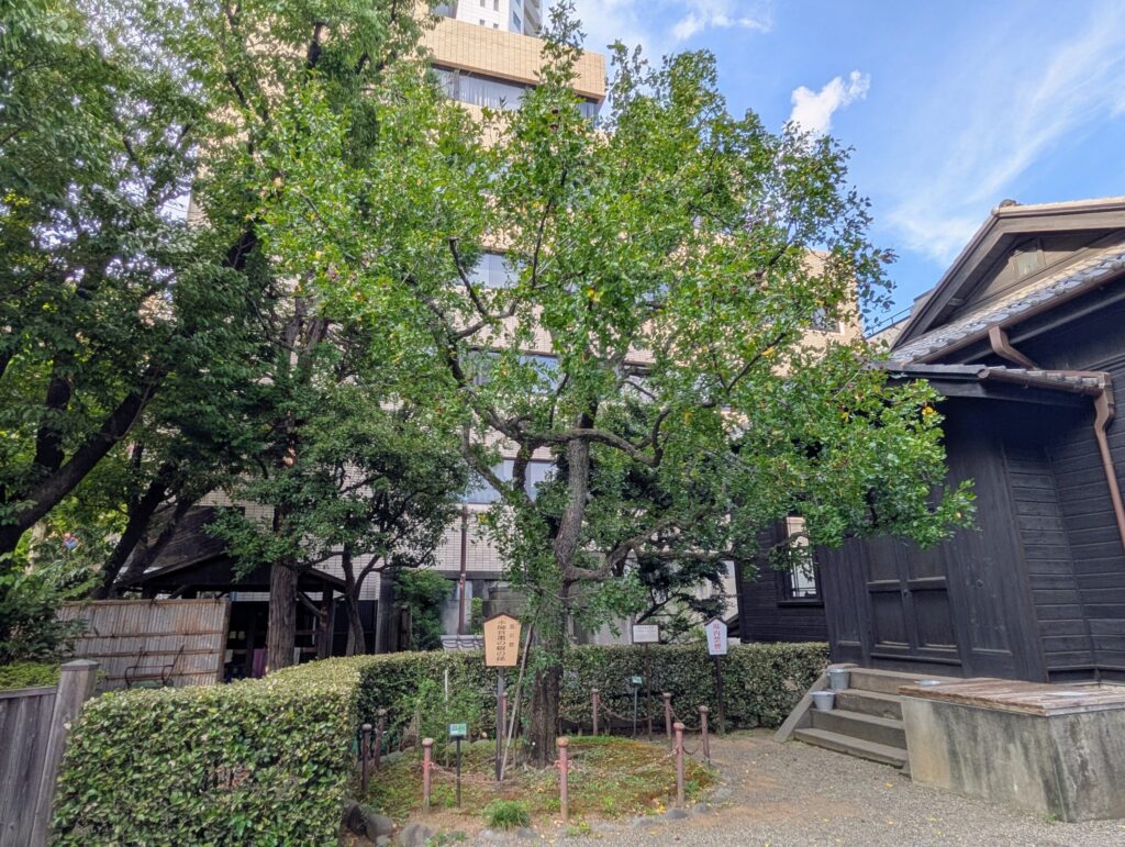 「水師営の庭」にあった棗（ナツメ）の樹の孫