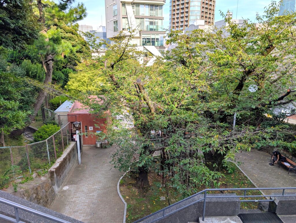 乃木公園
桜の大木