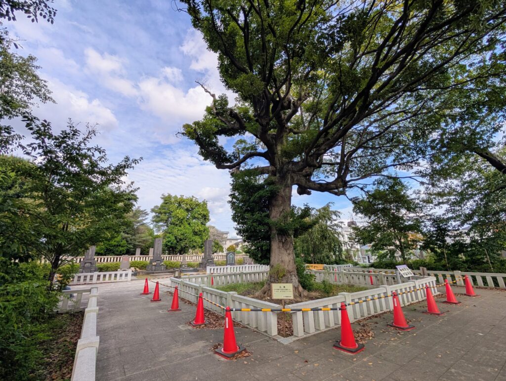 谷中霊園中央東広場
渋沢栄一家墓所の前
ダブノキ