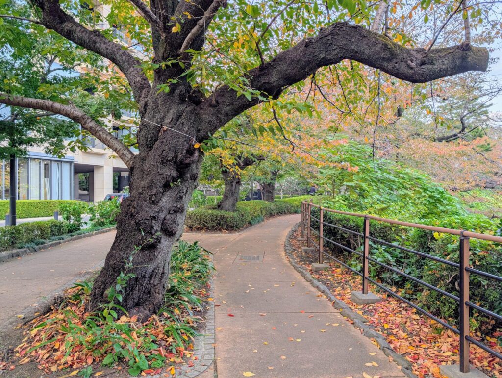 千鳥ヶ淵さんぽみち
千鳥ヶ淵緑道