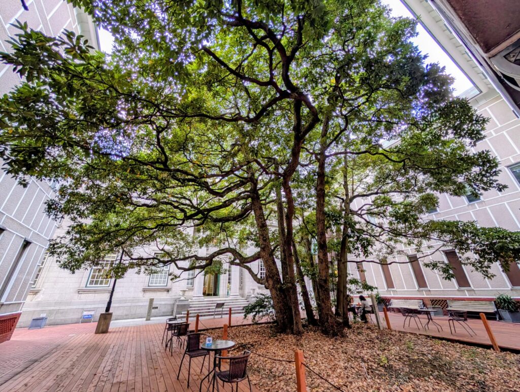 横浜開港資料館
玉楠の木