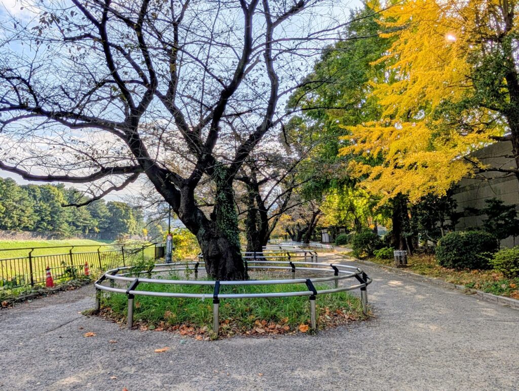 千鳥ヶ淵公園のソメイヨシノ