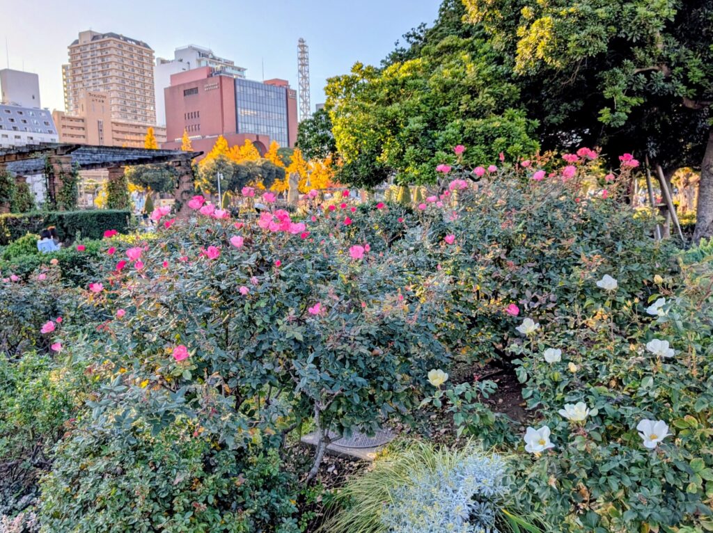 山下公園
未来のバラ園