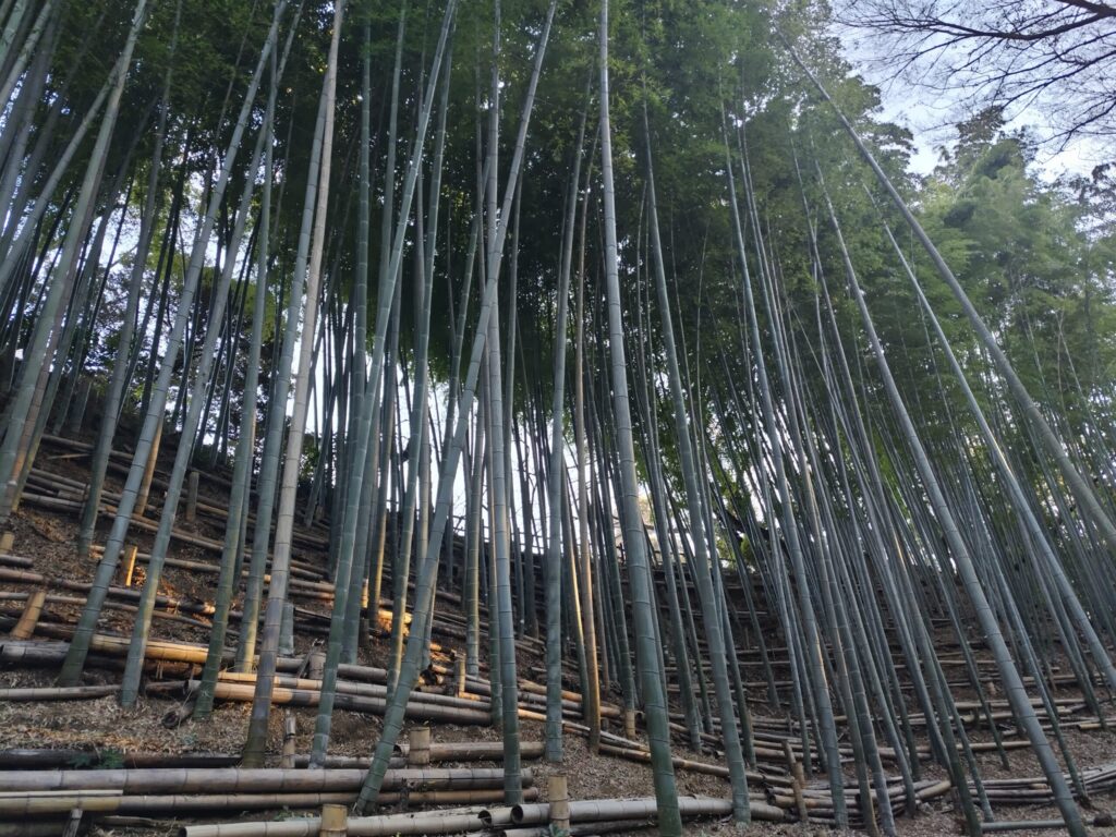 孟宗竹
小机城址市民の森