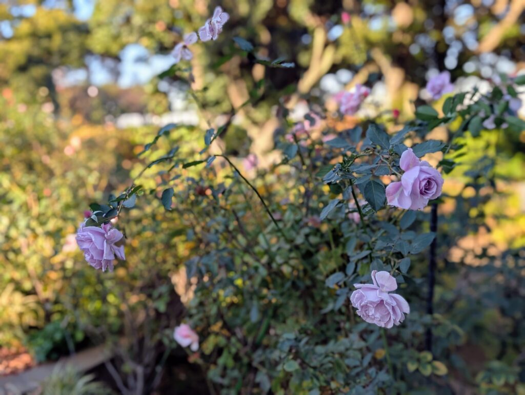 港の見える丘公園のバラとカスケードの庭