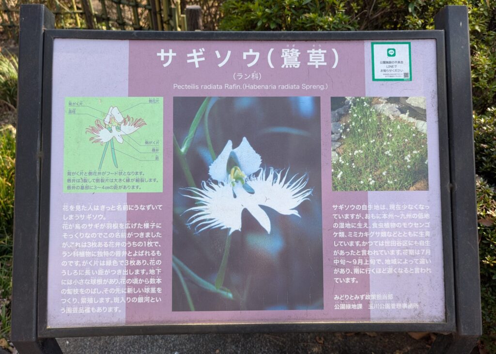 サギソウ（鷺草）の説明板
九品仏浄真寺境内