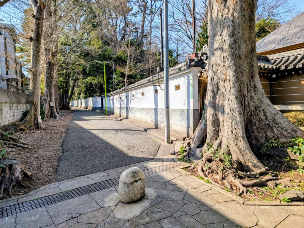 九品仏浄真寺　奥沢城跡の南側　クロマツの並木道