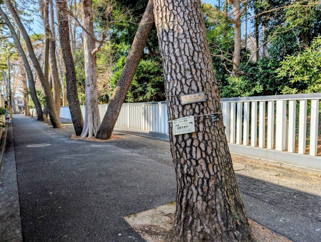 九品仏浄真寺　奥沢城跡の南側　クロマツの並木道