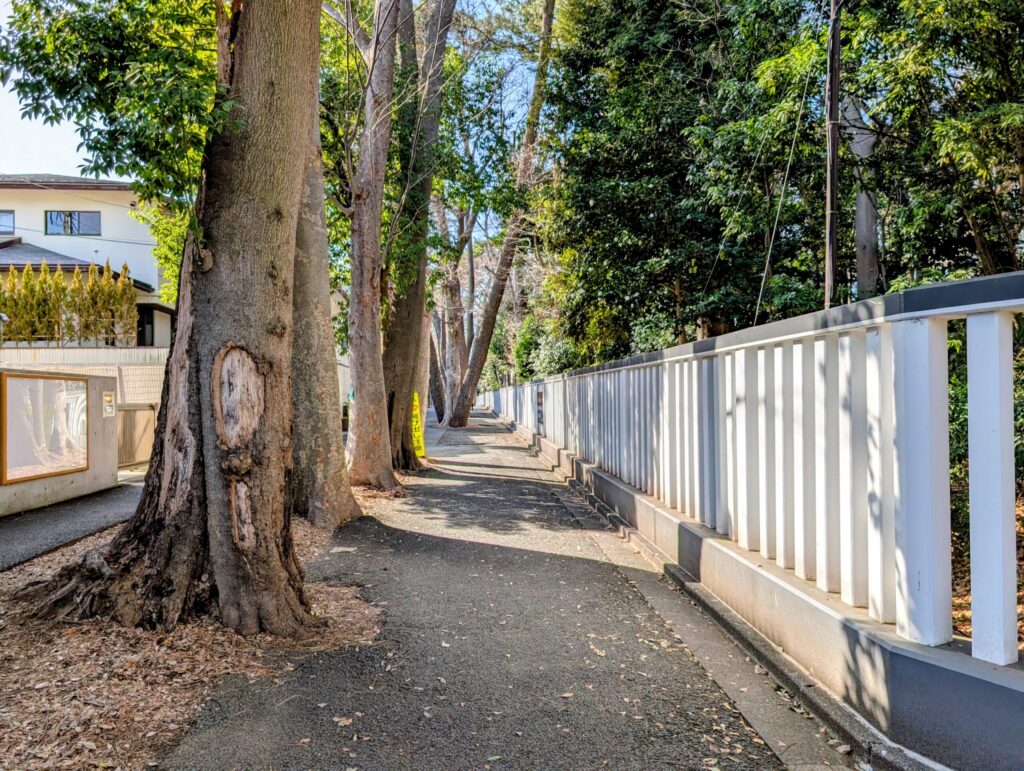 九品仏浄真寺　奥沢城跡の南側　クロマツの並木道