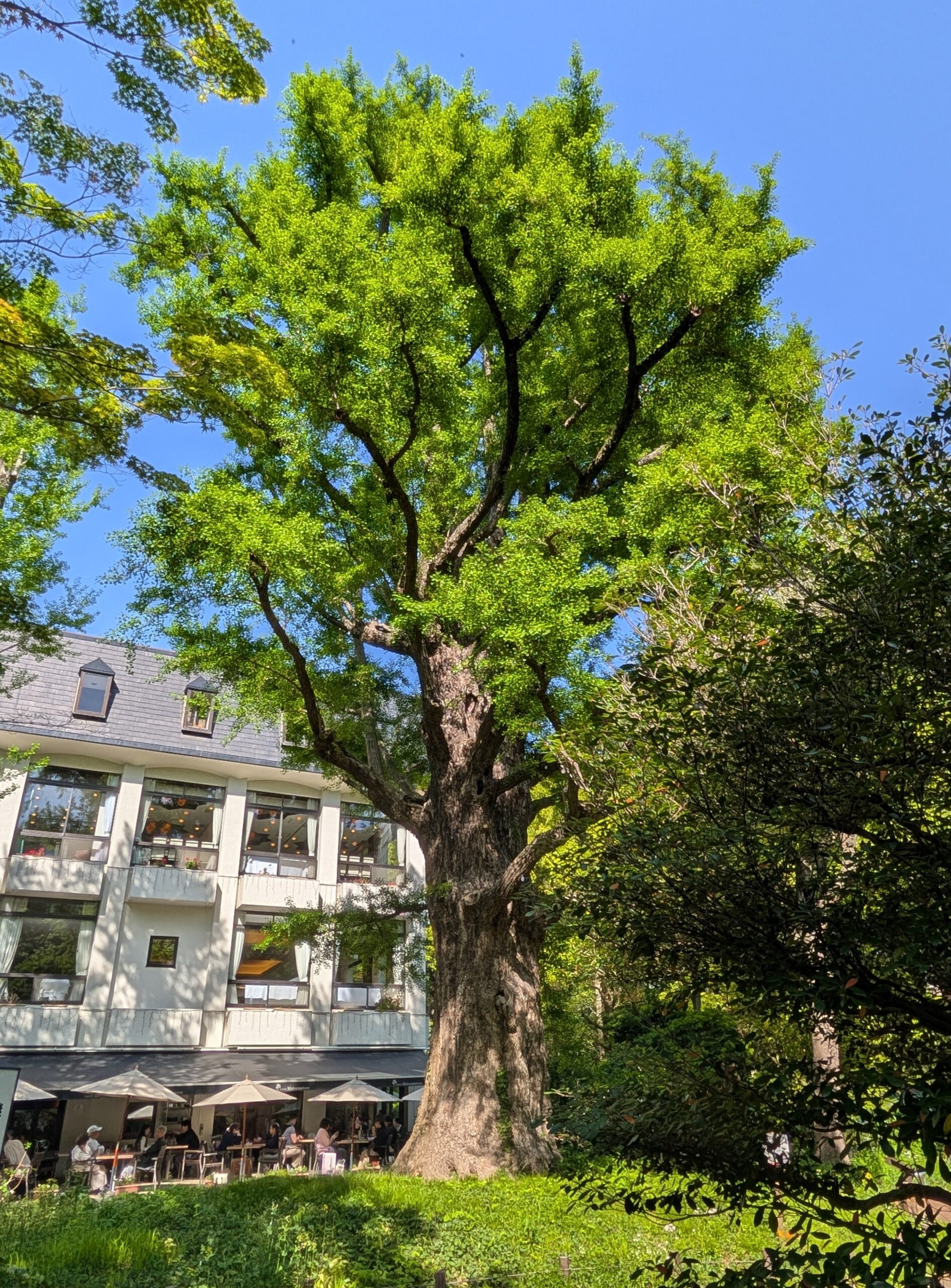 日比谷公園の首かけイチョウ