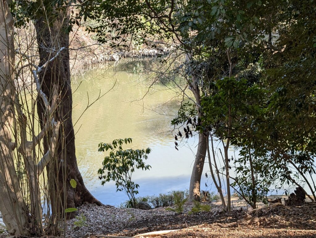 東京大学本郷キャンパス
三四郎池