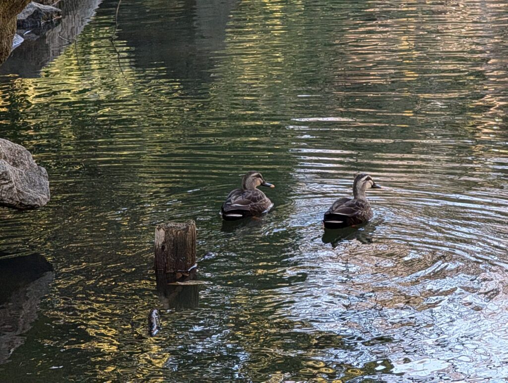 東京大学本郷キャンパス
三四郎池
