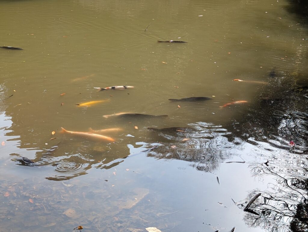 東京大学本郷キャンパス
三四郎池