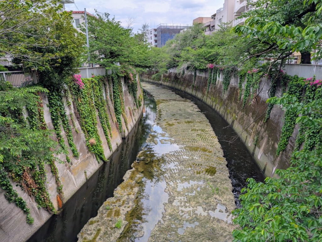 豊橋から見た神田川