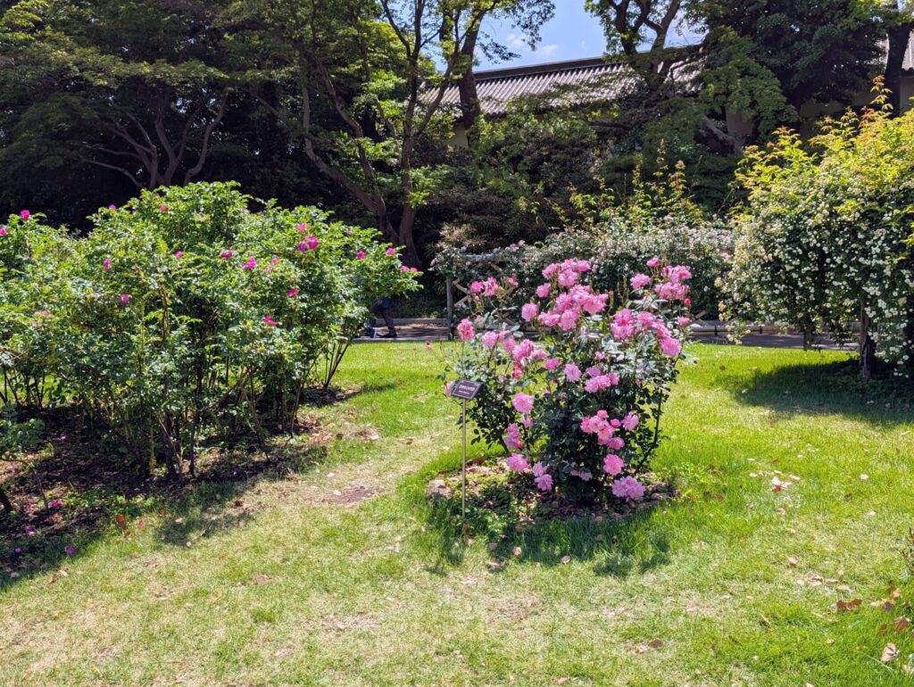 バラ園