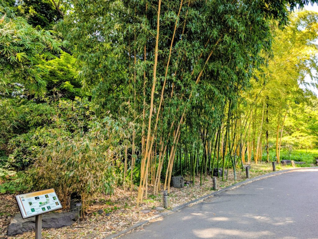 竹林