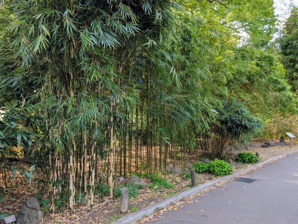 竹林