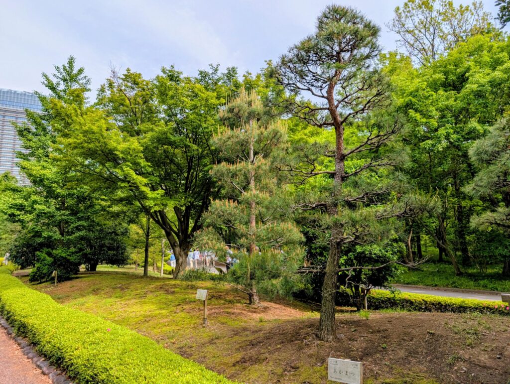 都道府県の木